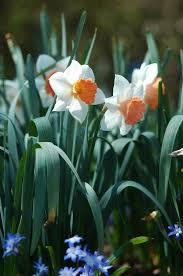 Daffodil-Chromacolor-White with Deep Reddish Pink Cup bag of 50