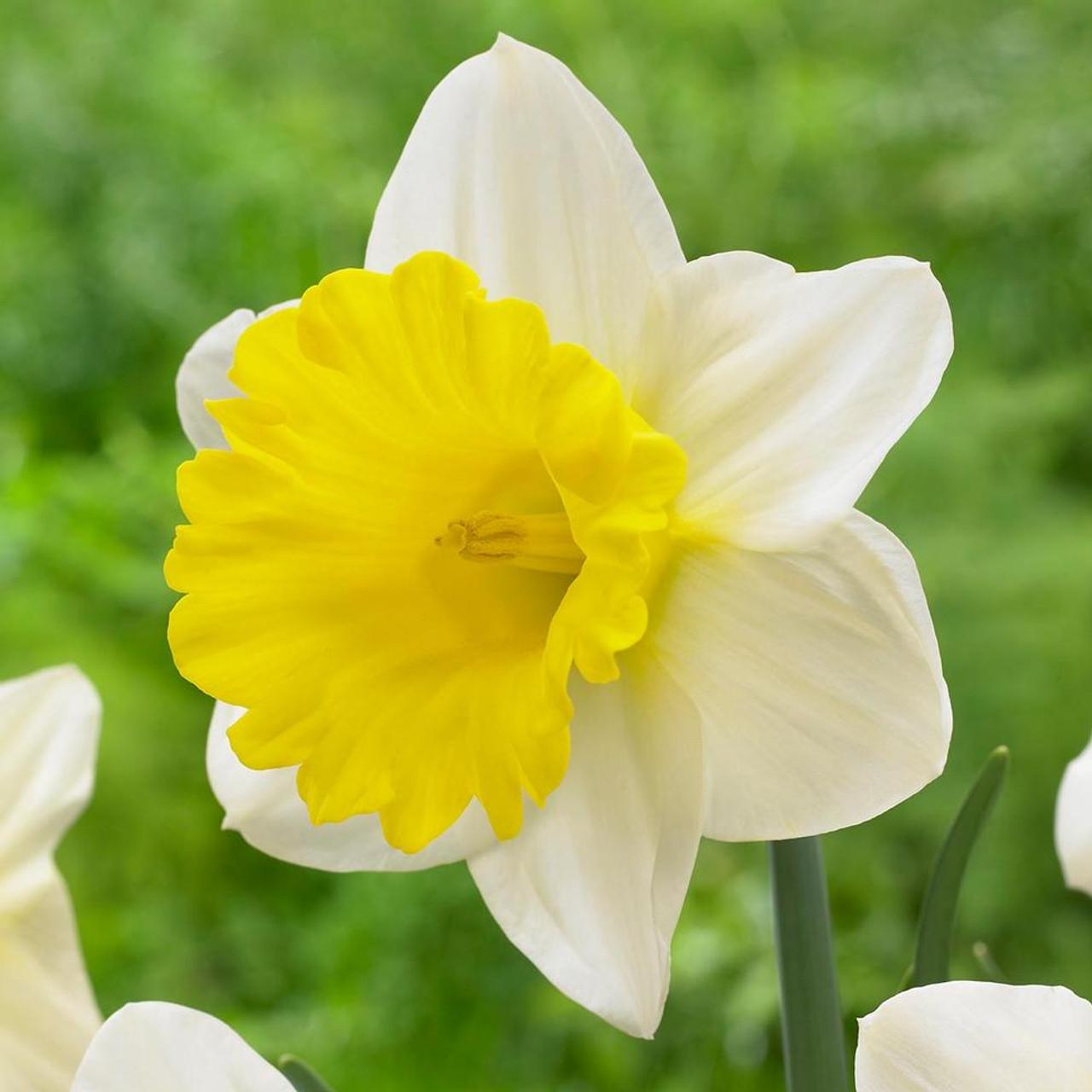 Daffodil, Trumpet, 'goblet', White With Bright Yellow Cup - View 10 from www redcrocus com
