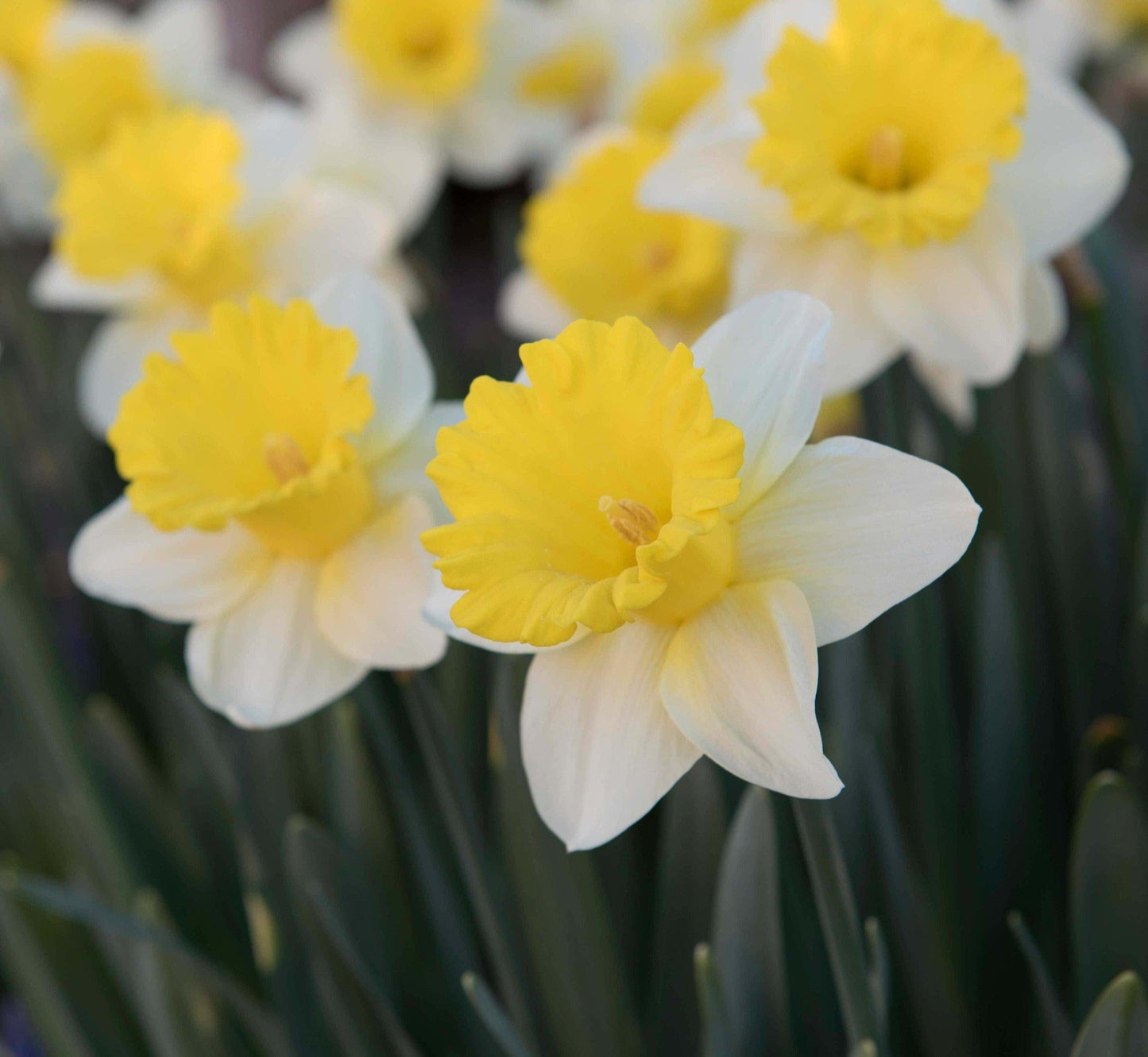 Daffodil, Trumpet, 'goblet', White With Bright Yellow Cup - View 11 from www redcrocus com