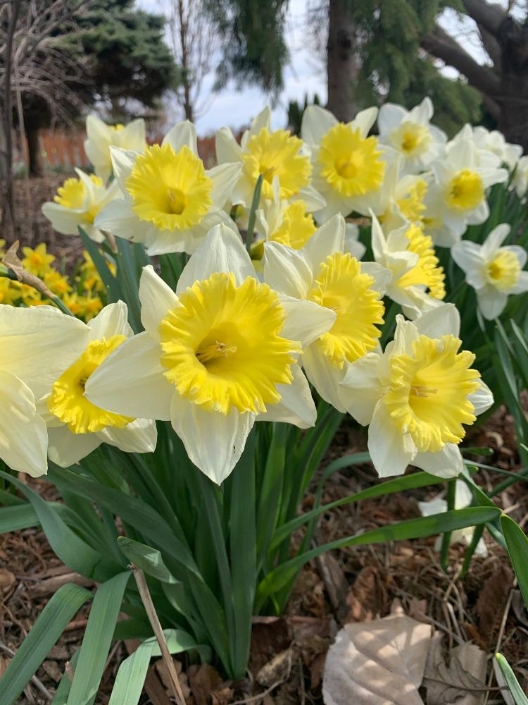 Daffodil, Trumpet, 'goblet', White With Bright Yellow Cup - View 12 from www redcrocus com