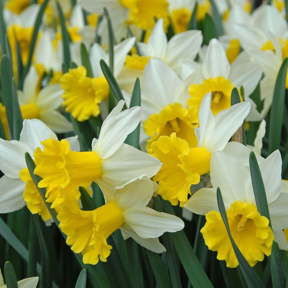 Daffodil, Trumpet, 'goblet', White With Bright Yellow Cup - View 14 from www redcrocus com