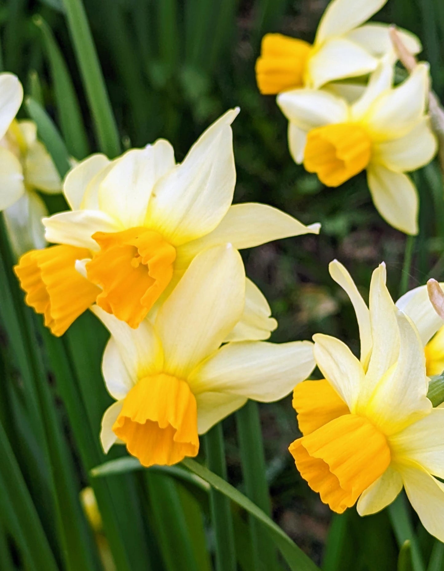 Daffodil, Trumpet, 'goblet', White With Bright Yellow Cup - View 15 from www redcrocus com