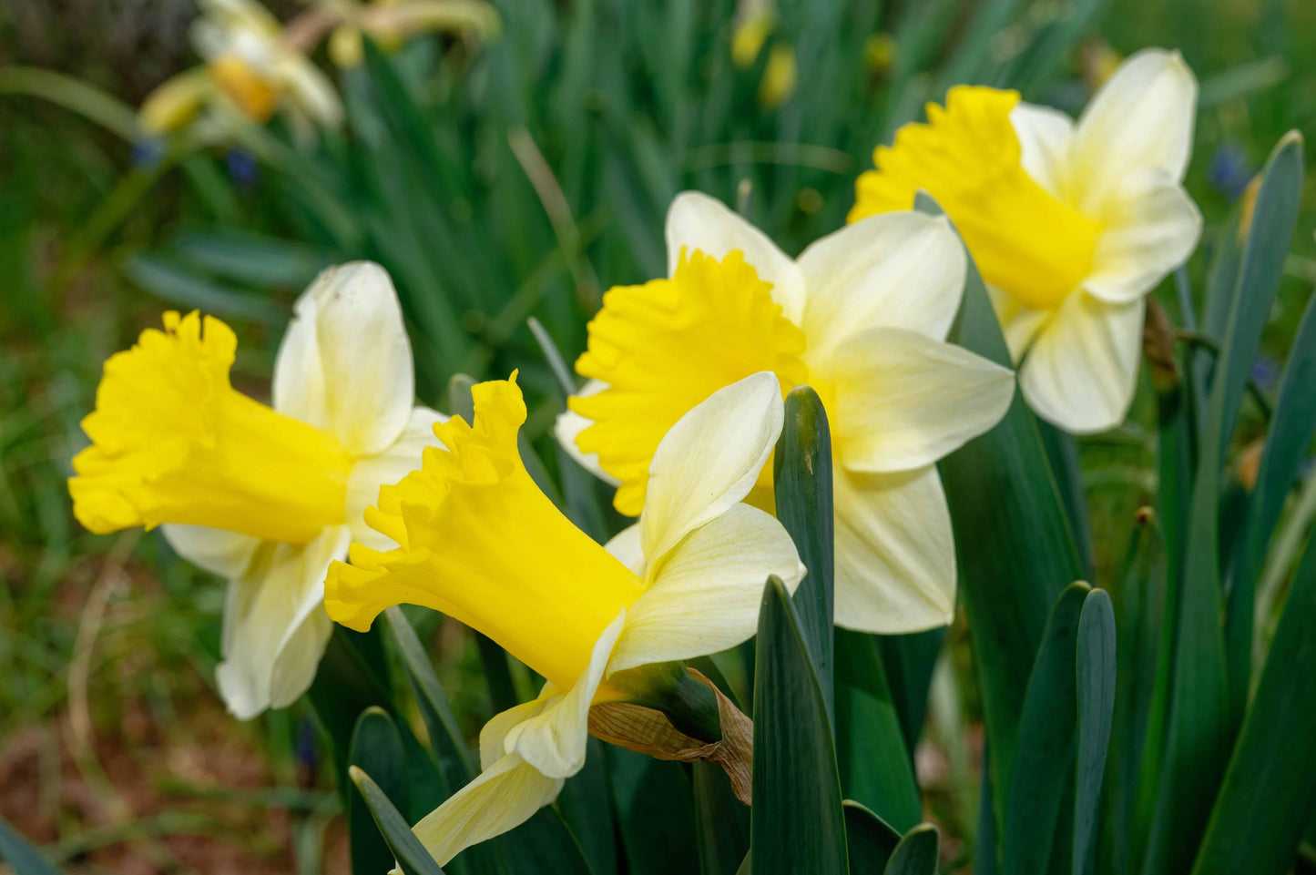 Daffodil, Trumpet, 'goblet', White With Bright Yellow Cup - View 16 from www redcrocus com