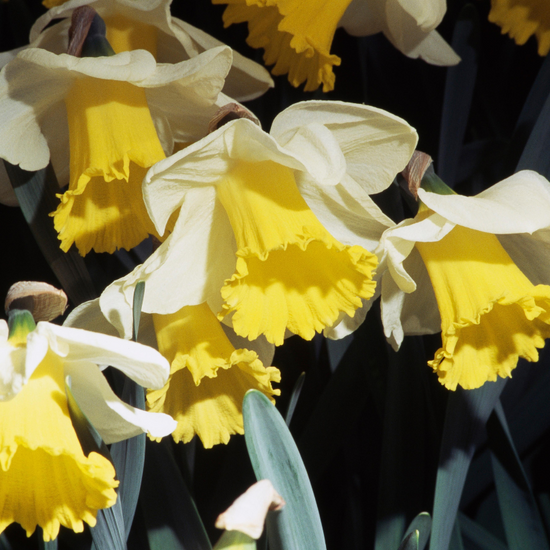 Daffodil, Trumpet, 'goblet', White With Bright Yellow Cup - View 17 from www redcrocus com