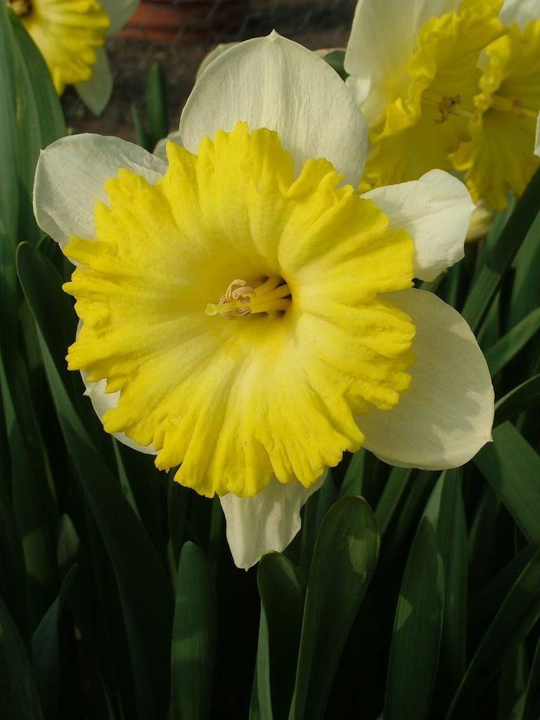Daffodil, Trumpet, 'goblet', White With Bright Yellow Cup - View 18 from www redcrocus com