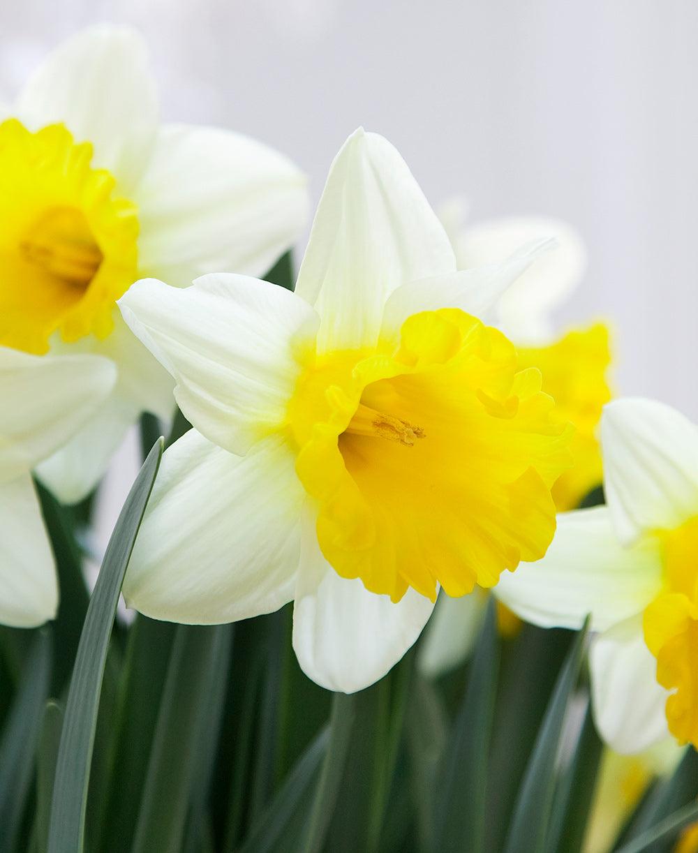 Daffodil, Trumpet, 'goblet', White With Bright Yellow Cup - View 2 from www redcrocus com
