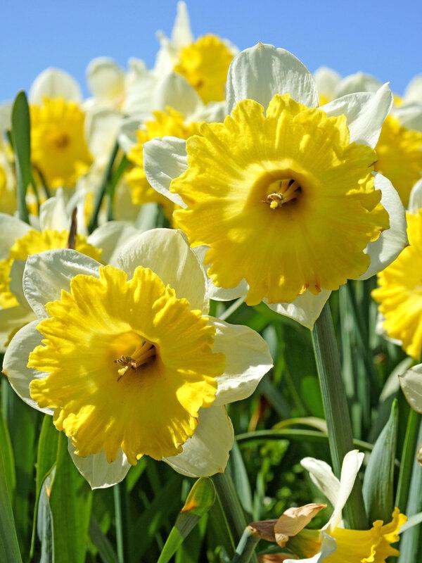 Daffodil, Trumpet, 'goblet', White With Bright Yellow Cup - View 3 from www redcrocus com