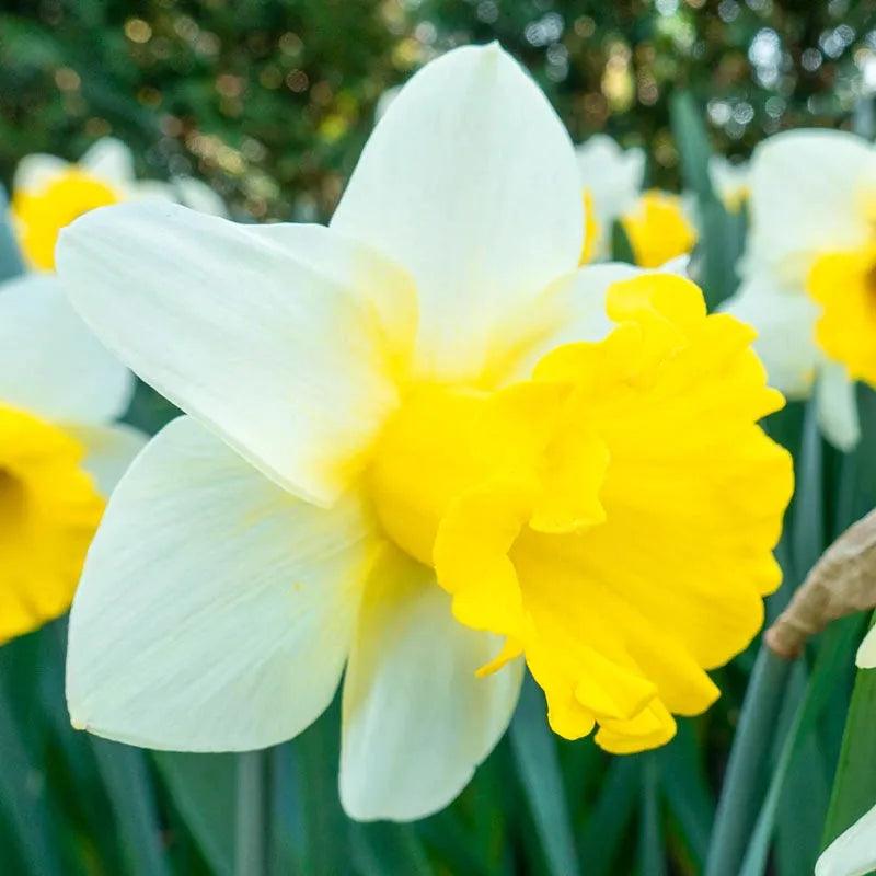 Daffodil, Trumpet, 'goblet', White With Bright Yellow Cup - View 4 from www redcrocus com