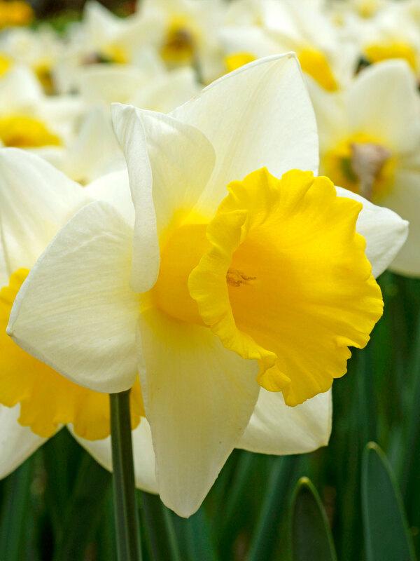 Daffodil, Trumpet, 'goblet', White With Bright Yellow Cup - View 5 from www redcrocus com