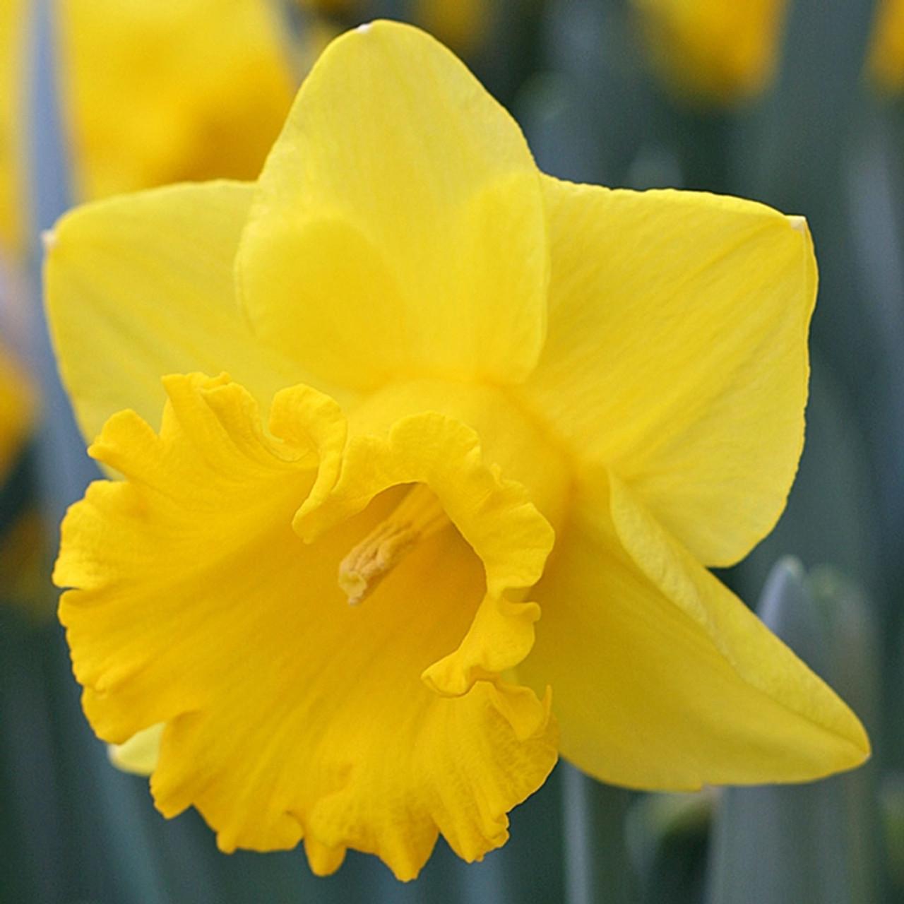 Daffodil, Trumpet, 'goblet', White With Bright Yellow Cup - View 6 from www redcrocus com