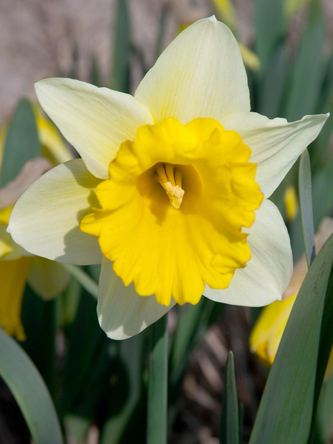 Daffodil, Trumpet, 'goblet', White With Bright Yellow Cup - View 8 from www redcrocus com