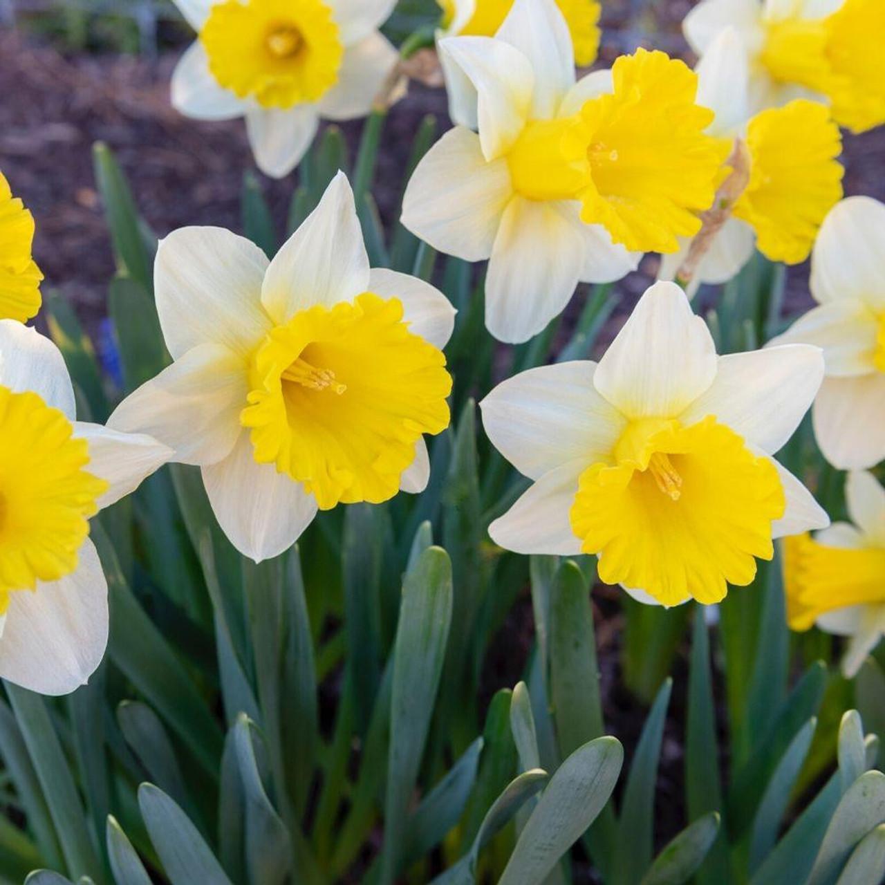 Daffodil, Trumpet, 'goblet', White With Bright Yellow Cup - View 9 from www redcrocus com