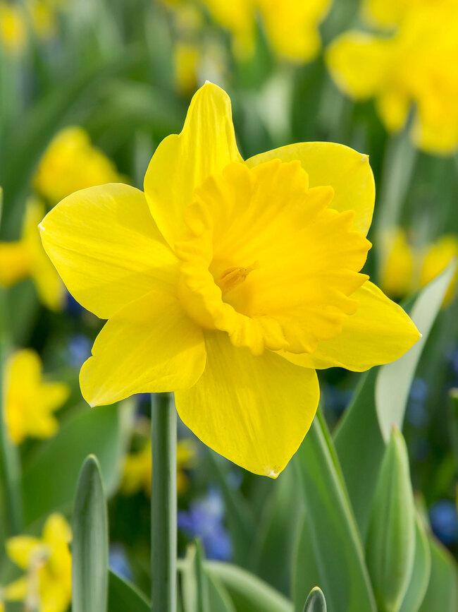 Daffodil, Trumpet, 'standard Value', Golden Yellow - View 10 from www redcrocus com