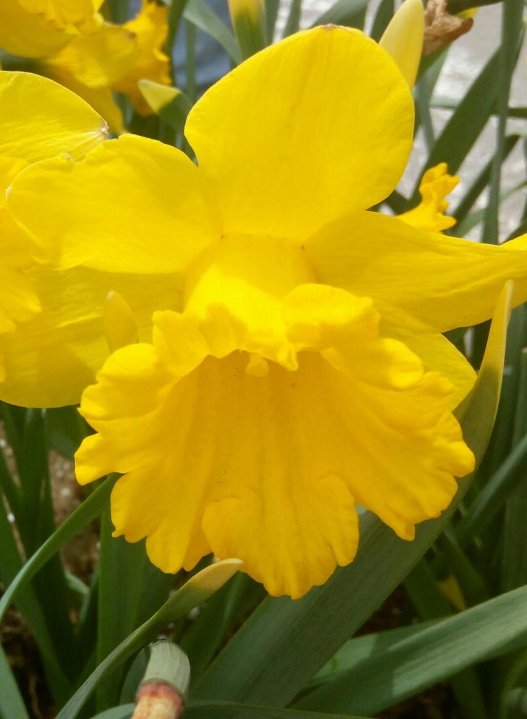 Daffodil, Trumpet, 'standard Value', Golden Yellow - View 12 from www redcrocus com
