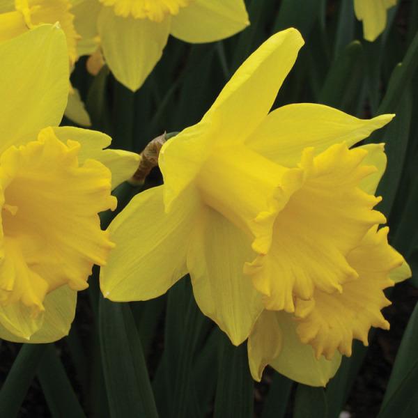 Daffodil, Trumpet, 'standard Value', Golden Yellow - View 16 from www redcrocus com