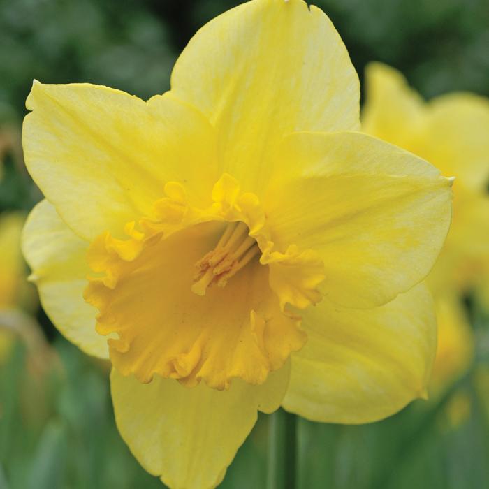 Daffodil, Trumpet, 'standard Value', Golden Yellow - View 4 from www redcrocus com