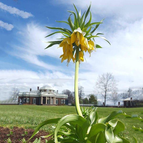 Fritillaria Imperialis 'lutea Maxima', Yellow - View 10 from www redcrocus com