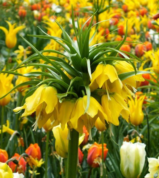 Fritillaria Imperialis 'lutea Maxima', Yellow - View 12 from www redcrocus com