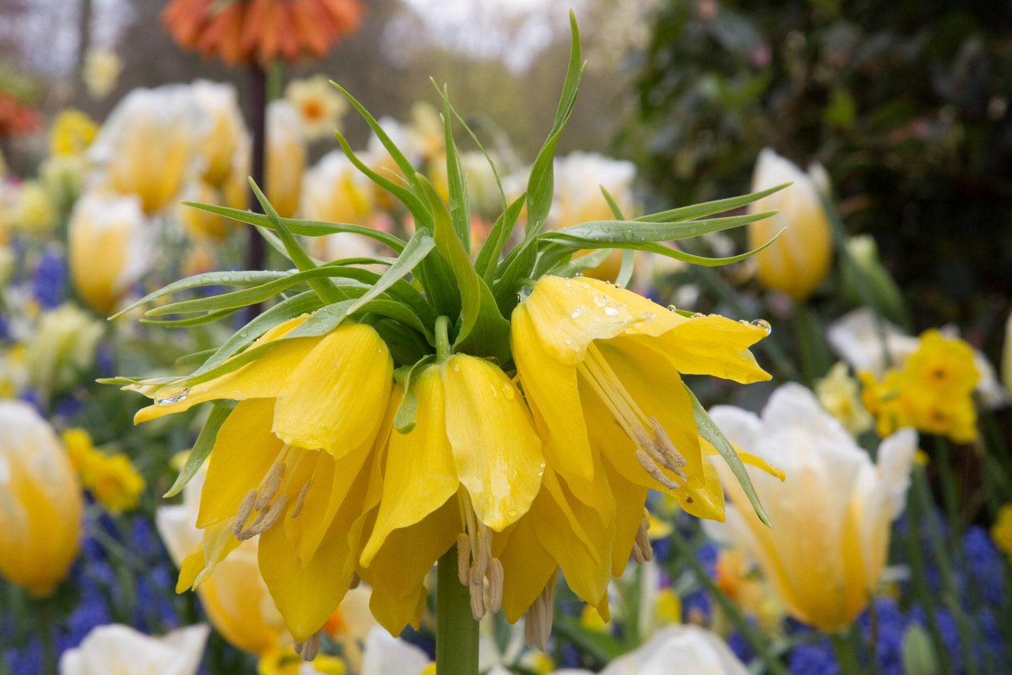Fritillaria Imperialis 'lutea Maxima', Yellow - View 16 from www redcrocus com