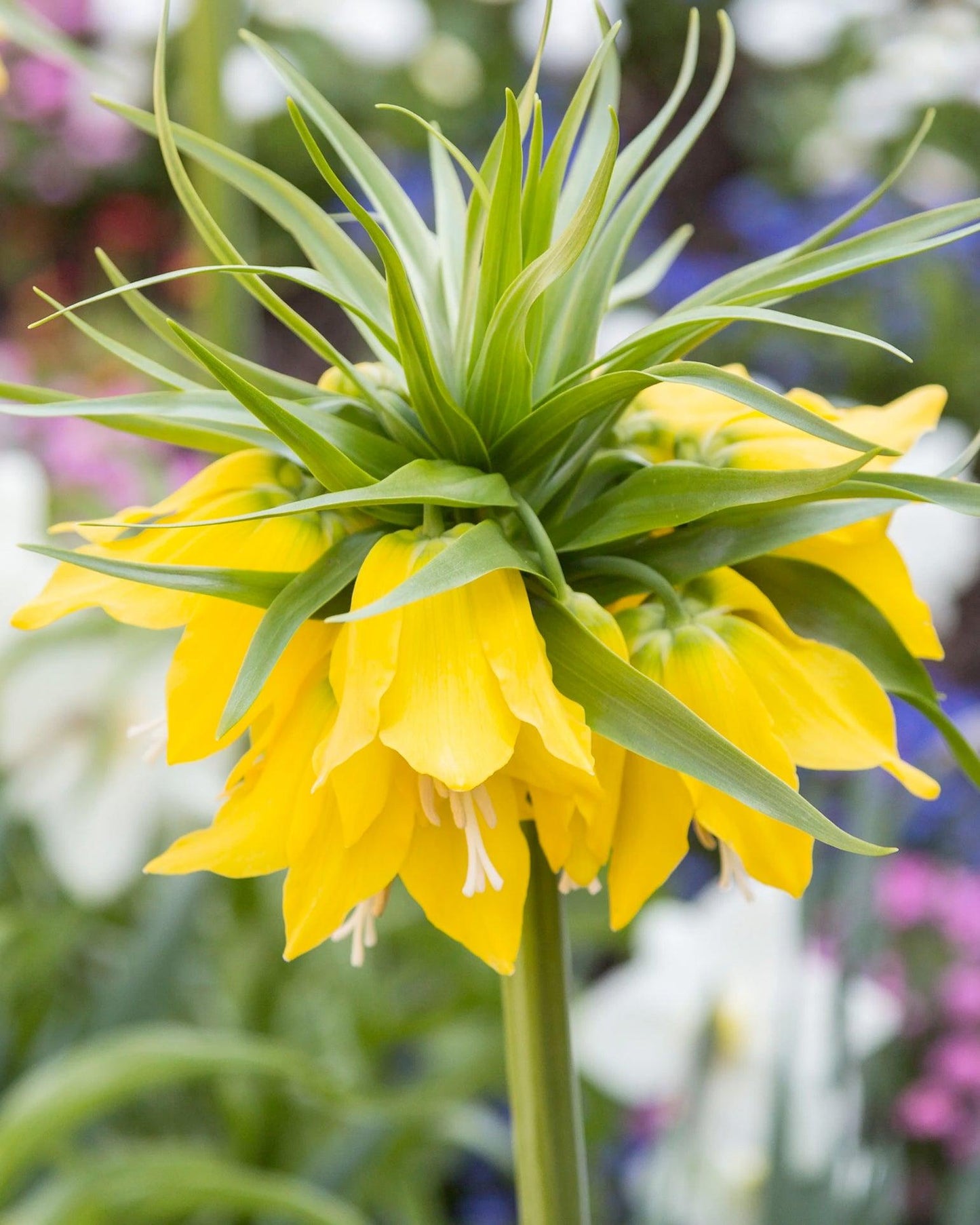 Fritillaria Imperialis 'lutea Maxima', Yellow - View 22 from www redcrocus com