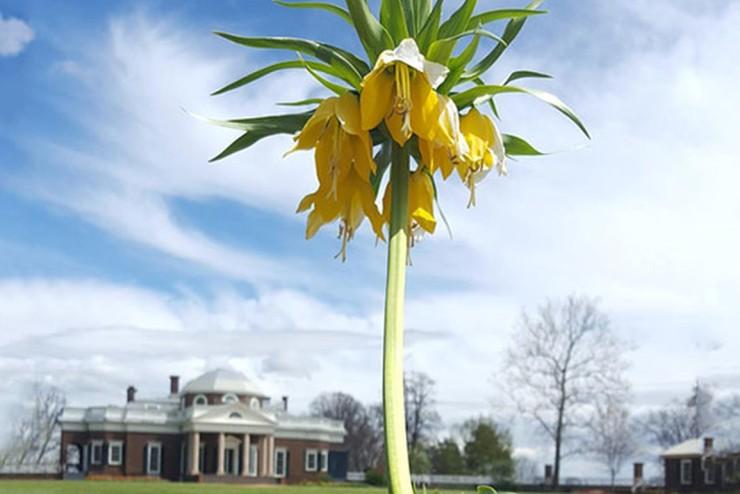 Fritillaria Imperialis 'lutea Maxima', Yellow - View 27 from www redcrocus com