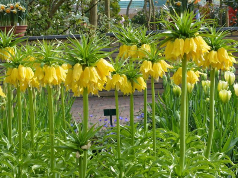 Fritillaria Imperialis 'lutea Maxima', Yellow - View 31 from www redcrocus com