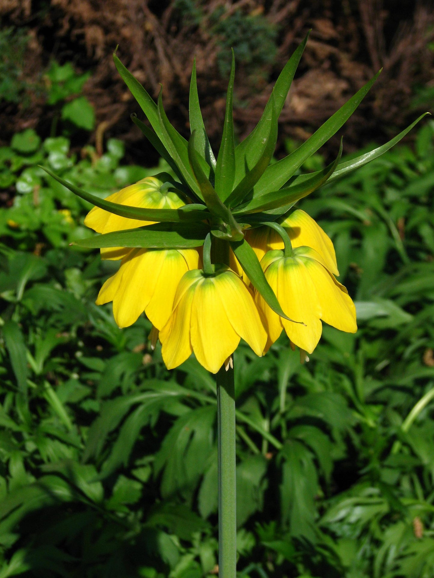 Fritillaria Imperialis 'lutea Maxima', Yellow - View 32 from www redcrocus com