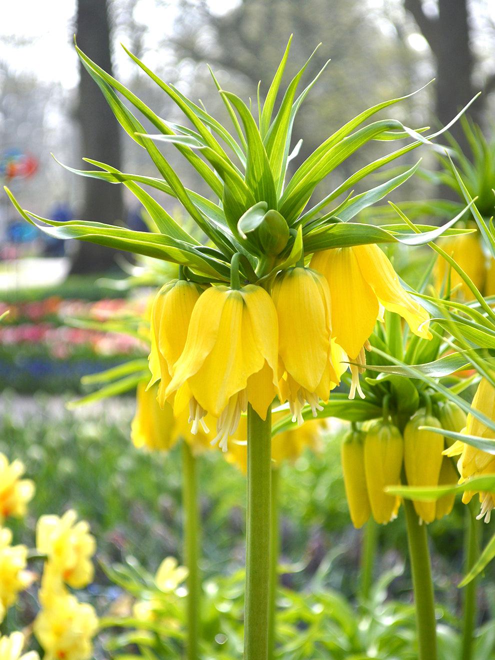 Fritillaria Imperialis 'lutea Maxima', Yellow - View 9 from www redcrocus com
