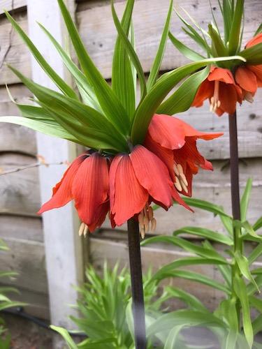 Fritillaria Imperialis 'rubra Maxima', Red - View 18 from www redcrocus com