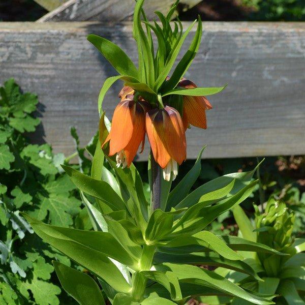 Fritillaria Imperialis 'rubra Maxima', Red - View 20 from www redcrocus com