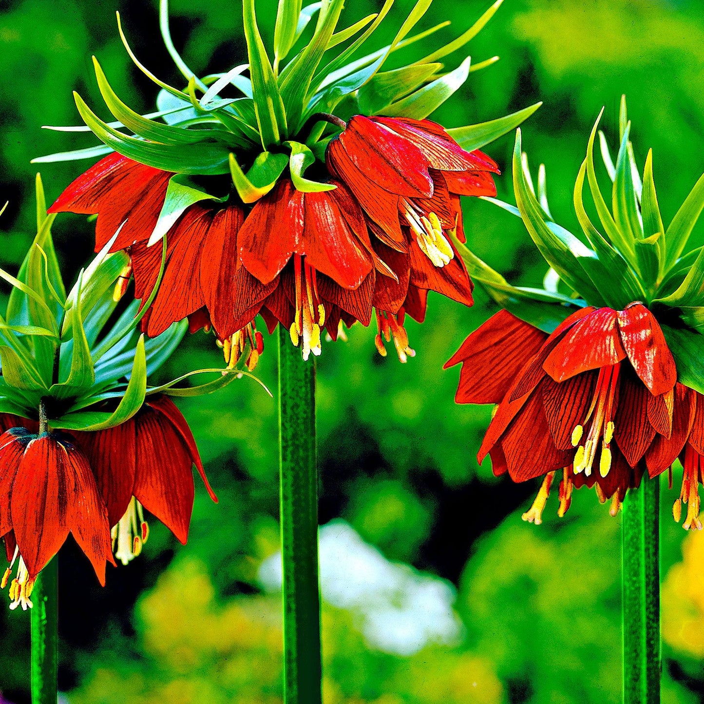 Fritillaria Imperialis 'rubra Maxima', Red - View 22 from www redcrocus com