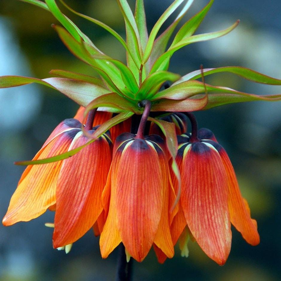 Fritillaria Imperialis 'rubra Maxima', Red - View 35 from www redcrocus com