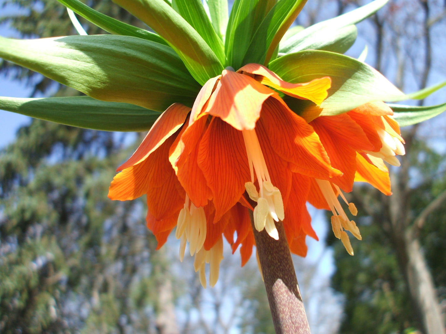 Fritillaria Imperialis 'rubra Maxima', Red - View 37 from www redcrocus com