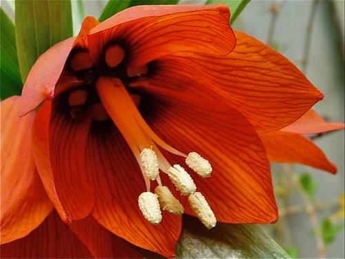 Fritillaria Imperialis 'rubra Maxima', Red - View 38 from www redcrocus com