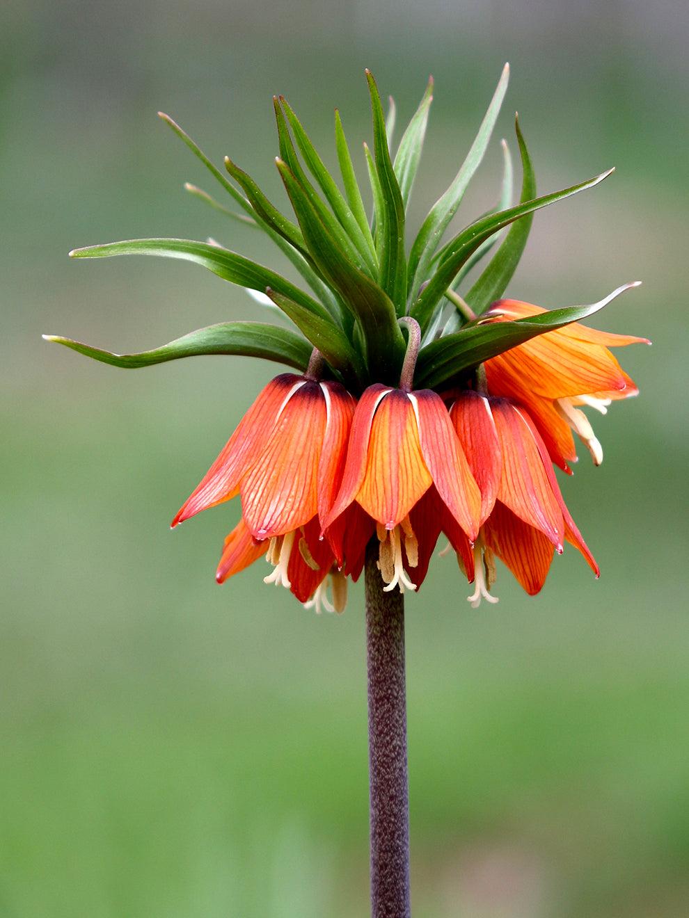 Fritillaria Imperialis 'rubra Maxima', Red - View 6 from www redcrocus com