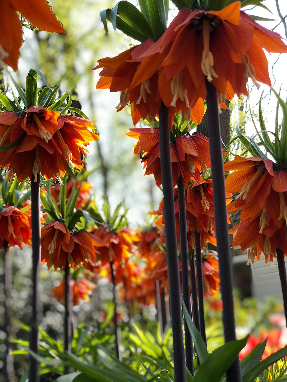 Fritillaria Imperialis 'rubra Maxima', Red - View 9 from www redcrocus com