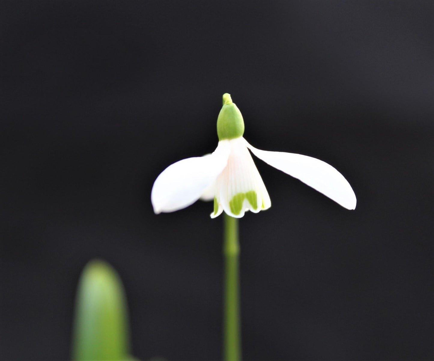 Galanthus Woronowii, Snowdrop - View 12 from www redcrocus com