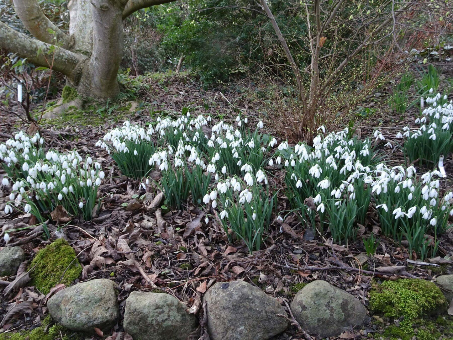 Galanthus Woronowii, Snowdrop - View 16 from www redcrocus com