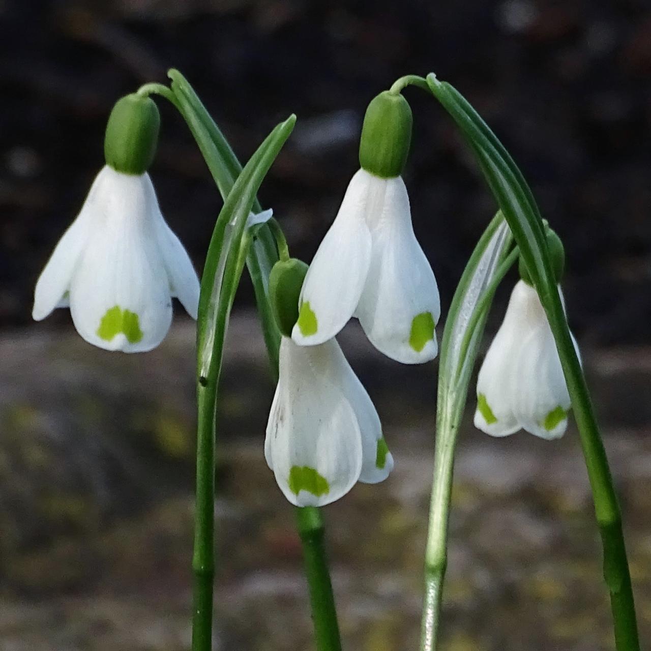 Galanthus Woronowii, Snowdrop - View 19 from www redcrocus com