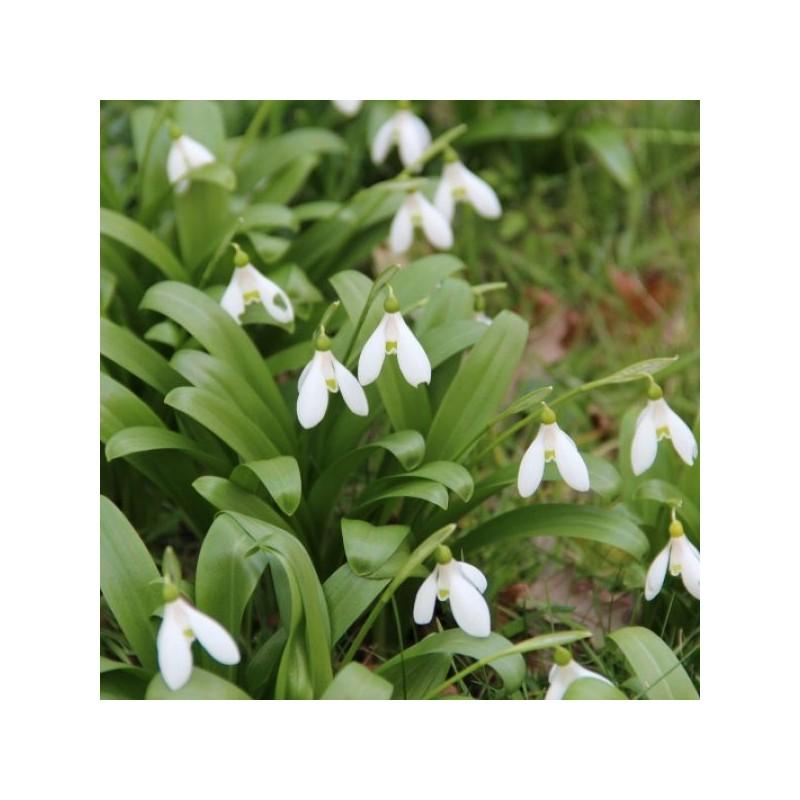 Galanthus Woronowii, Snowdrop - View 24 from www redcrocus com