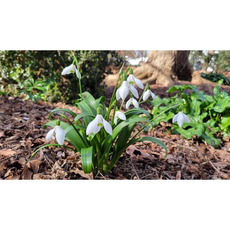 Galanthus Woronowii, Snowdrop - View 27 from www redcrocus com