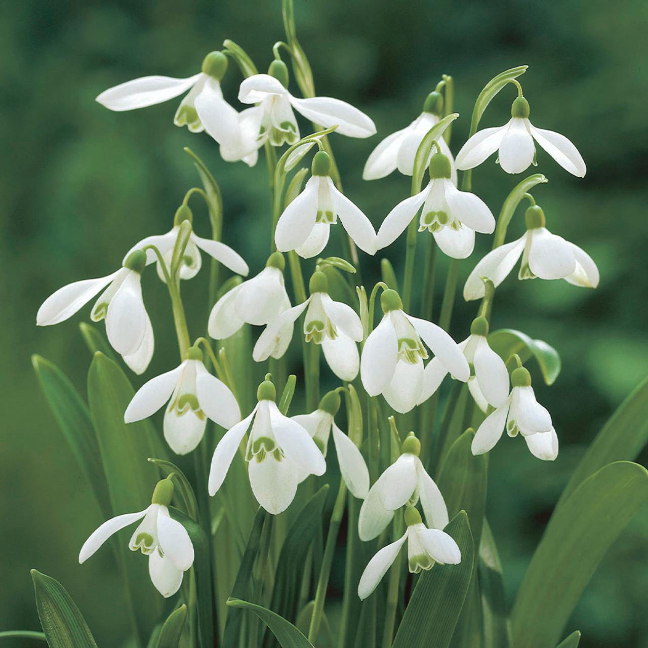 Galanthus Woronowii, Snowdrop - View 28 from www redcrocus com