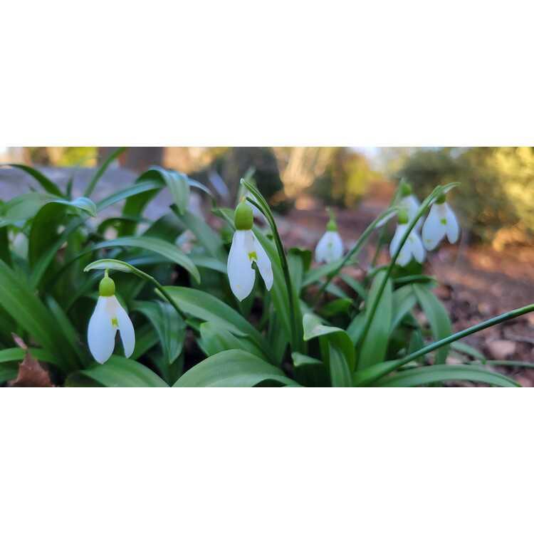 Galanthus Woronowii, Snowdrop - View 29 from www redcrocus com