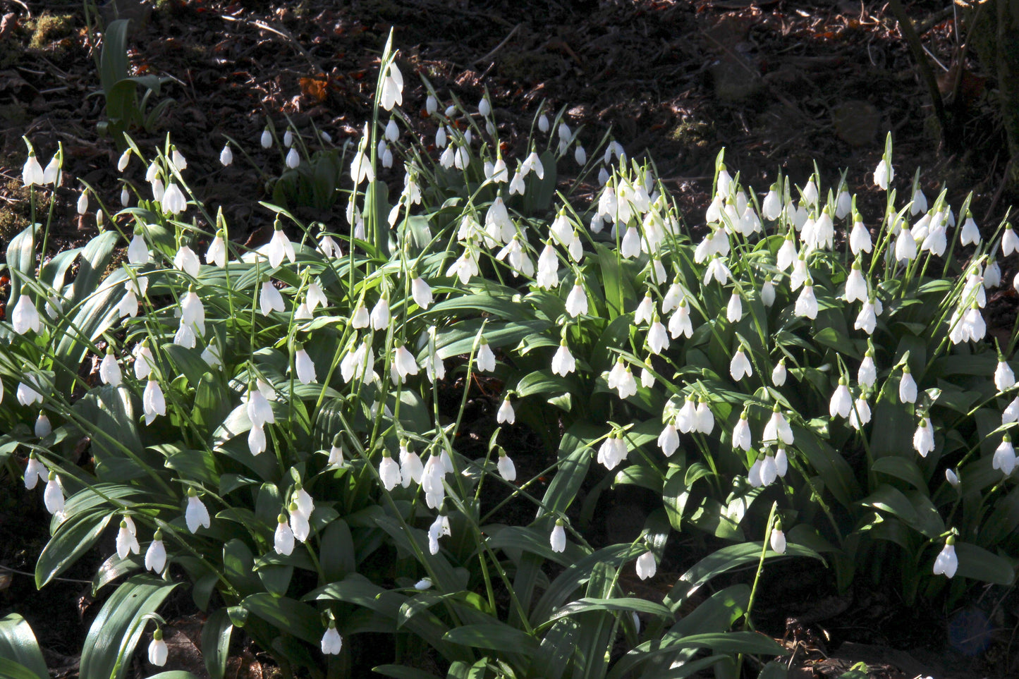 Galanthus Woronowii, Snowdrop - View 31 from www redcrocus com