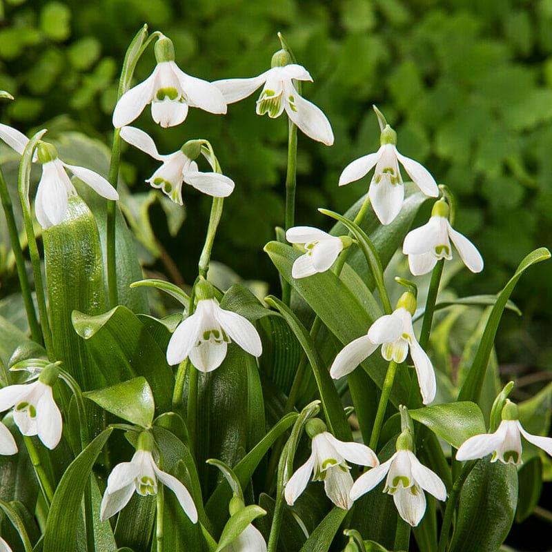 Galanthus Woronowii, Snowdrop - View 32 from www redcrocus com