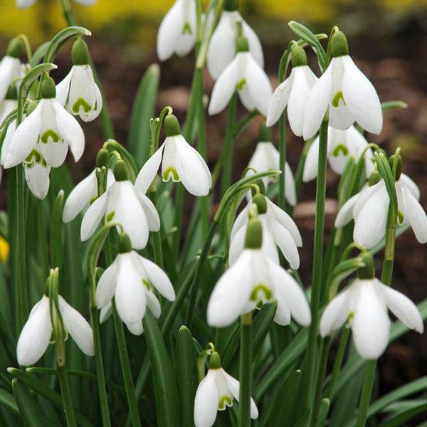 Galanthus Woronowii, Snowdrop - View 3 from www redcrocus com