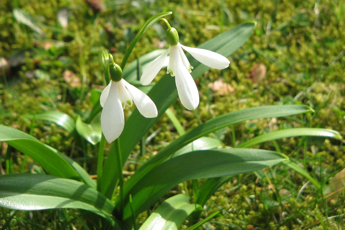 Galanthus Woronowii, Snowdrop - View 4 from www redcrocus com
