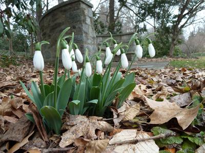 Galanthus Woronowii, Snowdrop - View 6 from www redcrocus com
