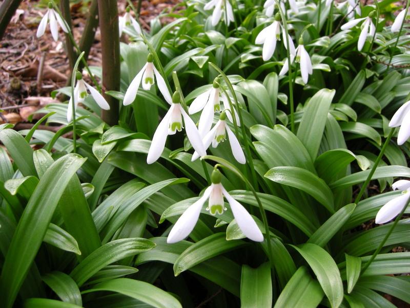 Galanthus Woronowii, Snowdrop - View 7 from www redcrocus com