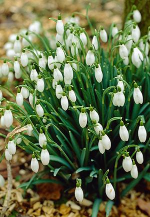 Galanthus Woronowii, Snowdrop - View 8 from www redcrocus com